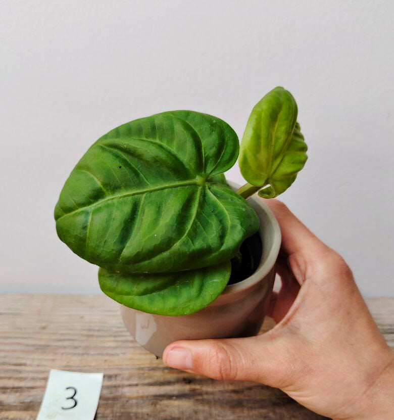 Anthurium Villenaorum: Eleganza Vellutata e Tocco Esotico per la Tua Giungla Domestica