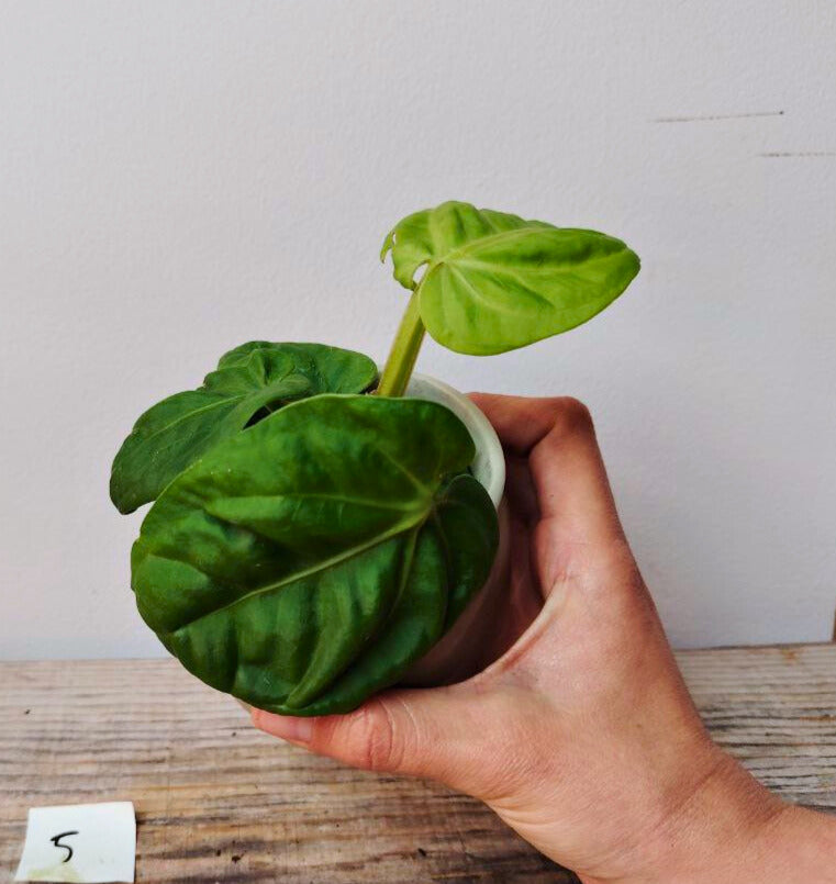 Anthurium Villenaorum: Eleganza Vellutata e Tocco Esotico per la Tua Giungla Domestica