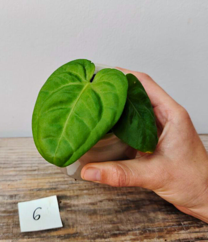 Anthurium Villenaorum: Eleganza Vellutata e Tocco Esotico per la Tua Giungla Domestica