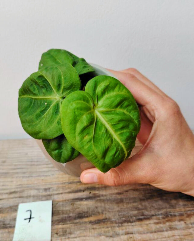 Anthurium Villenaorum: Eleganza Vellutata e Tocco Esotico per la Tua Giungla Domestica