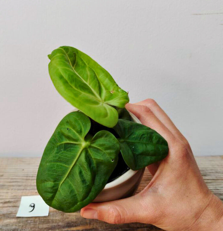 Anthurium Villenaorum: Eleganza Vellutata e Tocco Esotico per la Tua Giungla Domestica