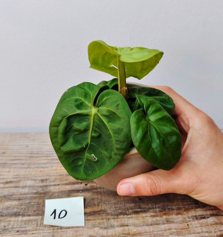 Anthurium Villenaorum: Eleganza Vellutata e Tocco Esotico per la Tua Giungla Domestica