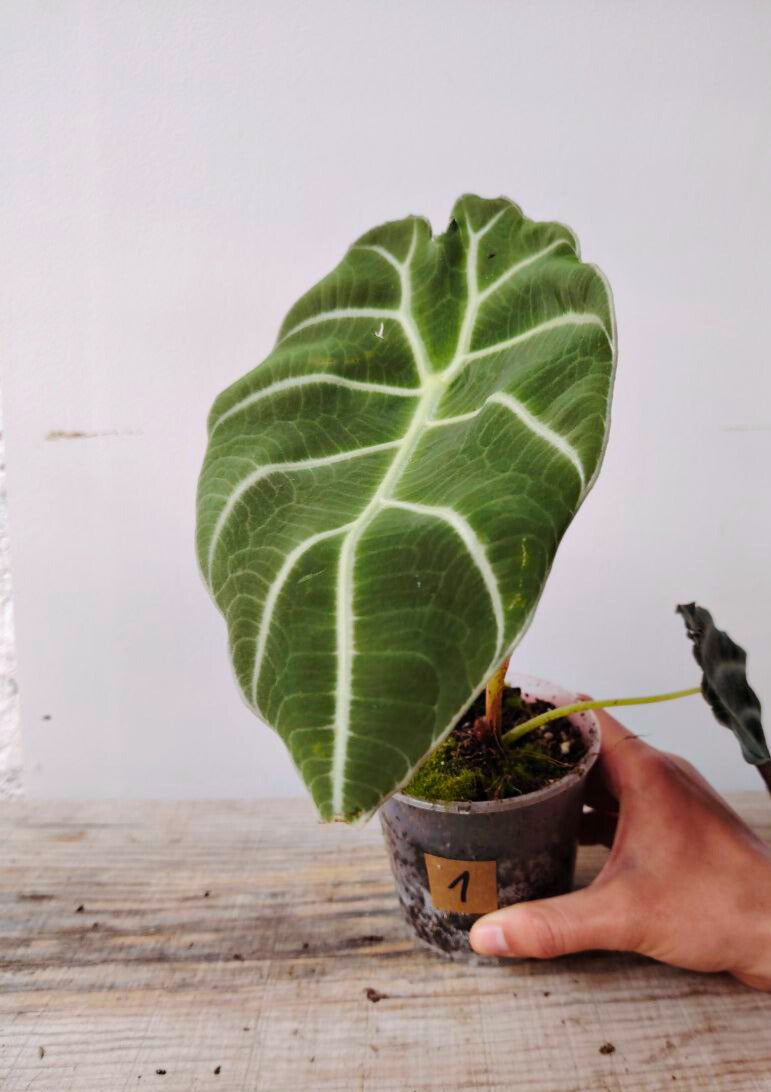 Alocasia Longiloba "Watsoniana" - elegante e dal portamento regale