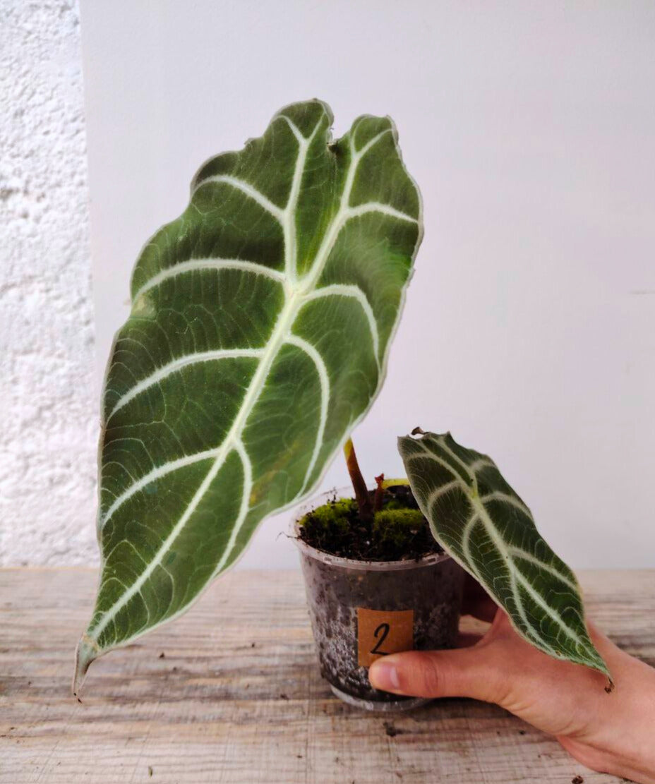 Alocasia Longiloba "Watsoniana" - elegante e dal portamento regale