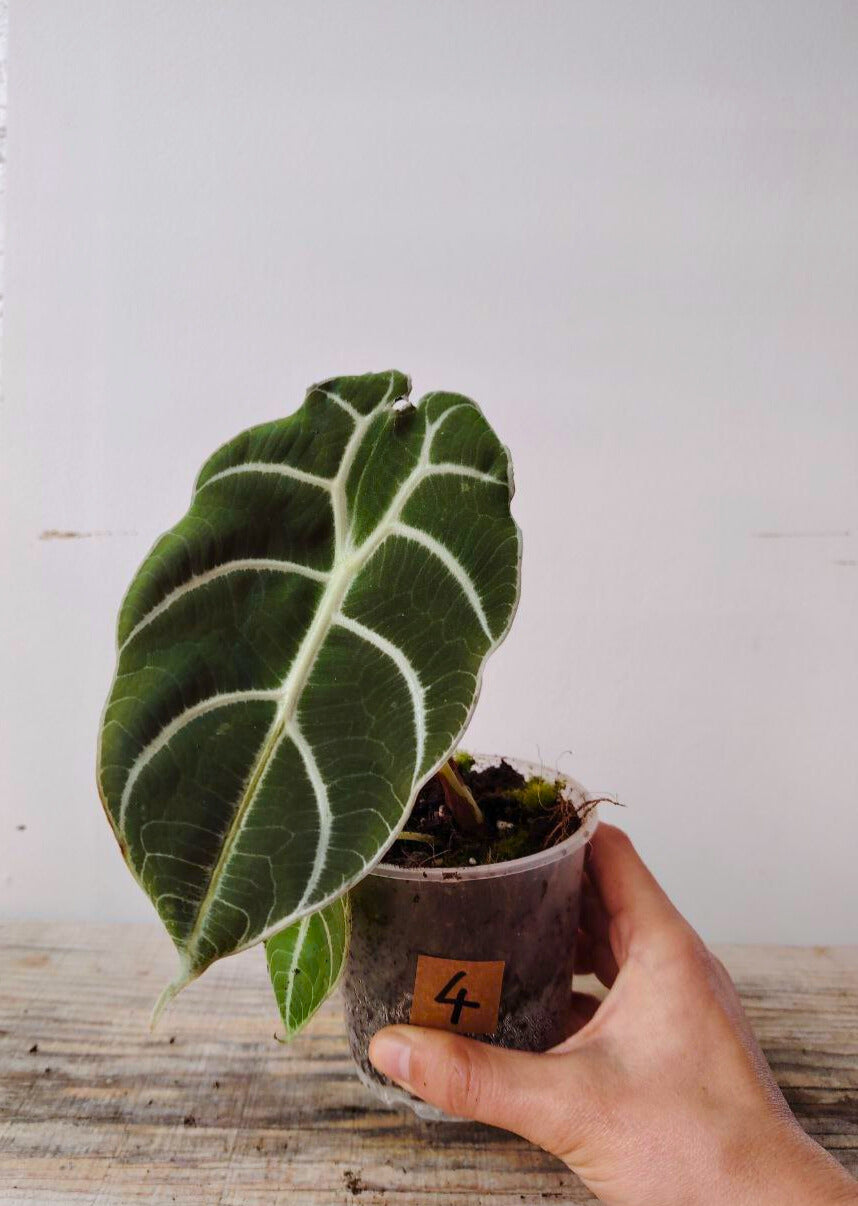 Alocasia Longiloba "Watsoniana" - elegante e dal portamento regale