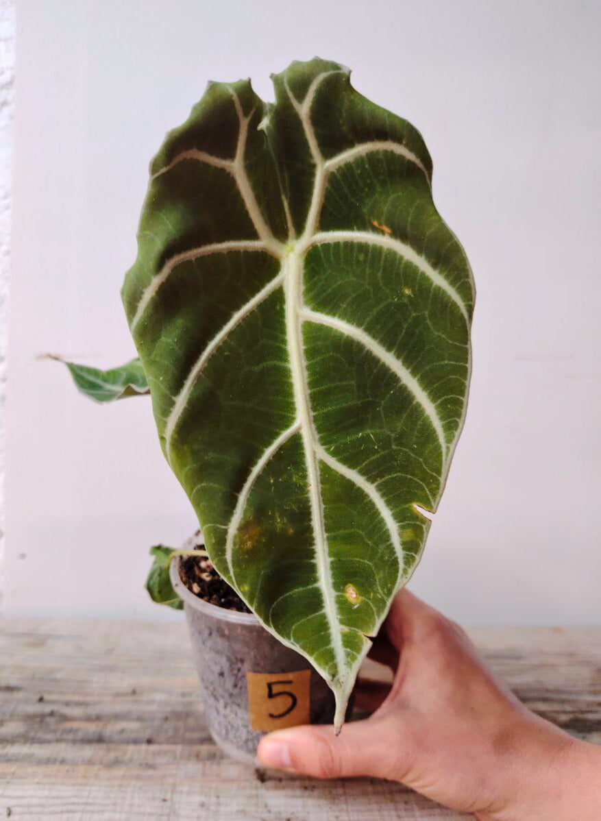 Alocasia Longiloba "Watsoniana" - elegante e dal portamento regale