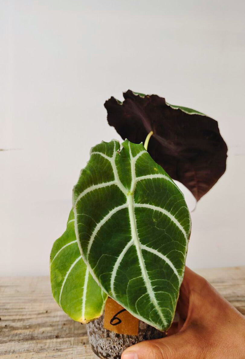 Alocasia Longiloba "Watsoniana" - elegante e dal portamento regale