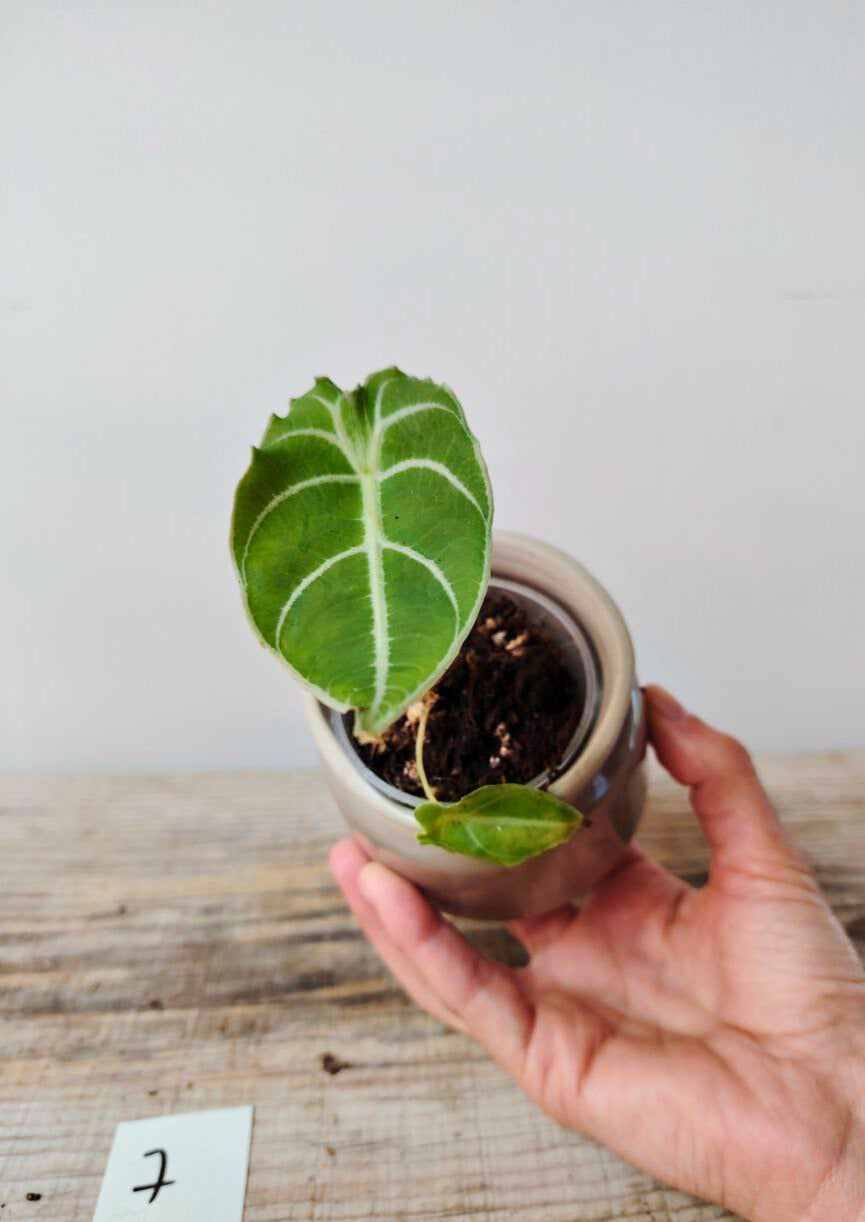 Alocasia Longiloba "Watsoniana" - elegante e dal portamento regale