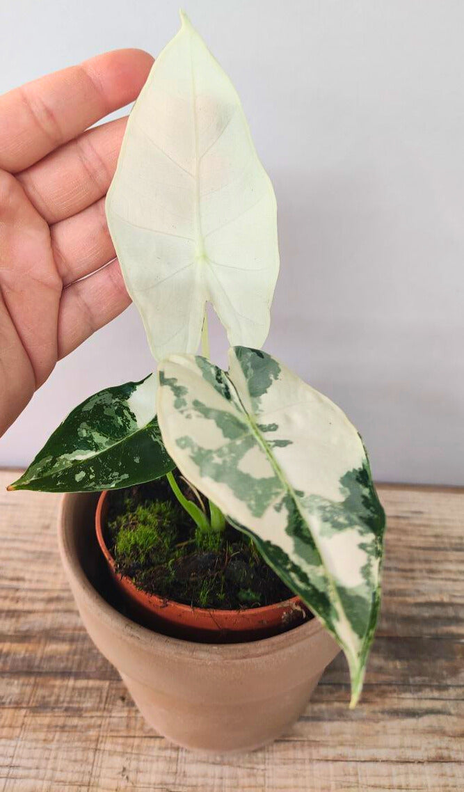 Alocasia Micholitziana 'Frydek Variegata' - incantevole e luminosa