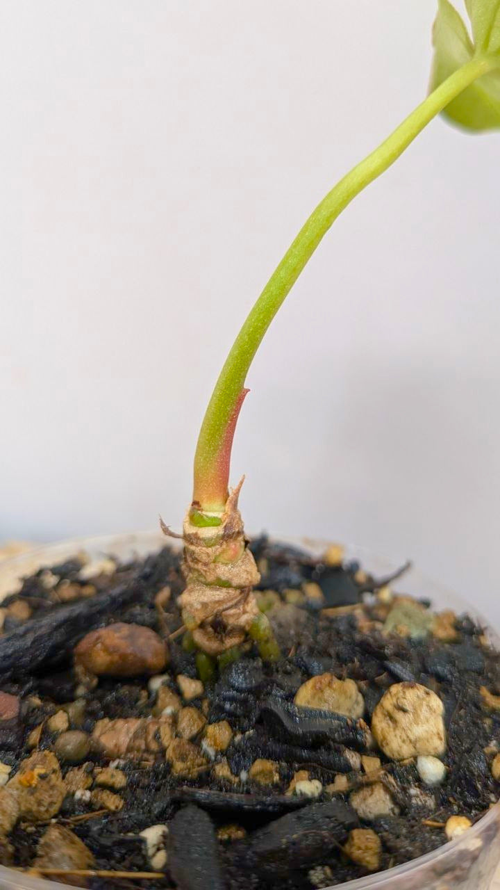 Pacchetto Baby Anthurium 2- Piante da Recupero