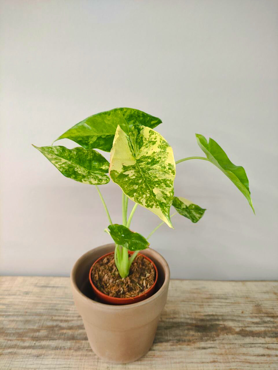 Alocasia Wendtii Variegata – Foglie esotiche dalle sfumature uniche
