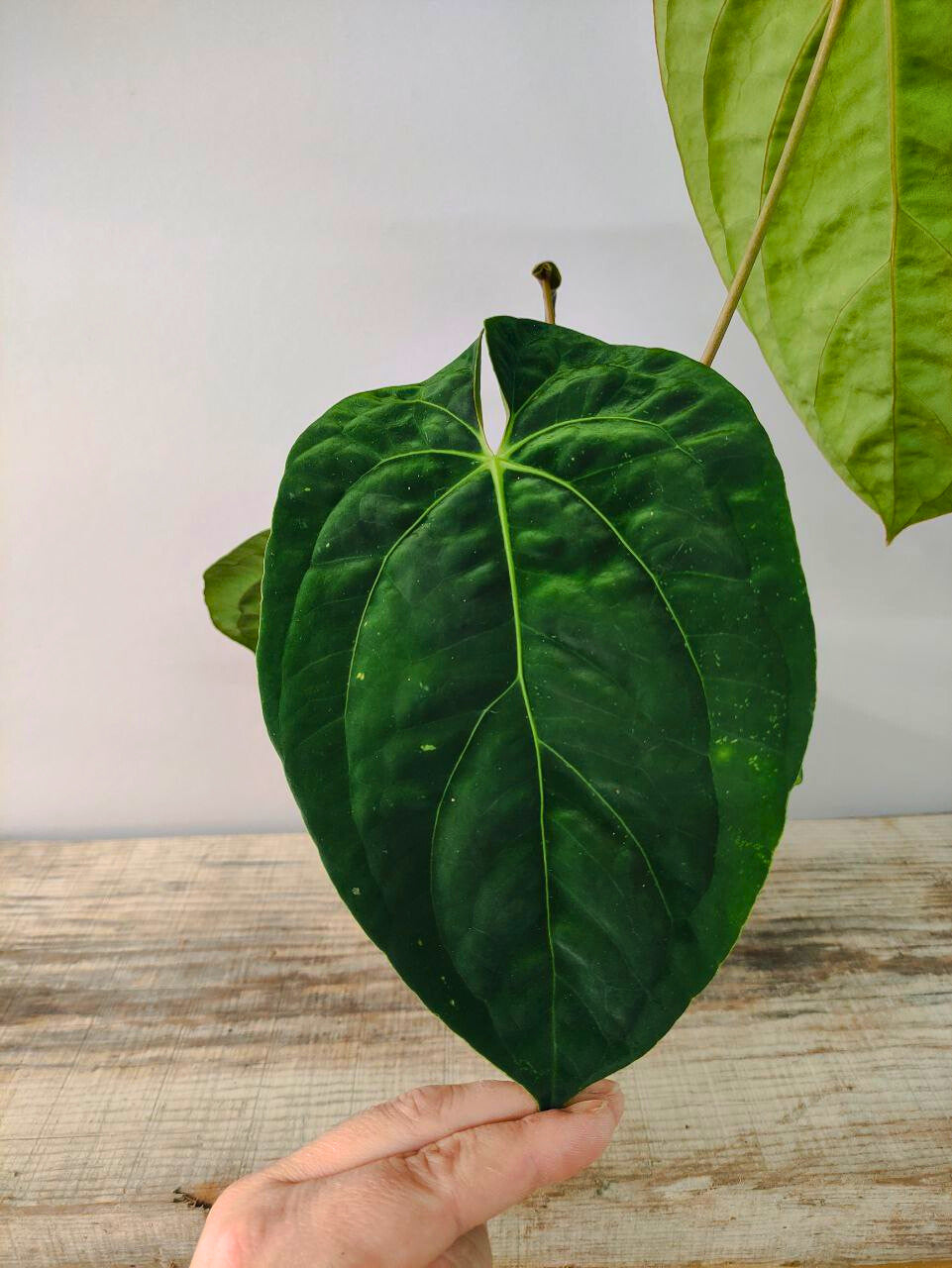 Anthurium Dark Phoenix - XL - Foglie scure e vellutate
