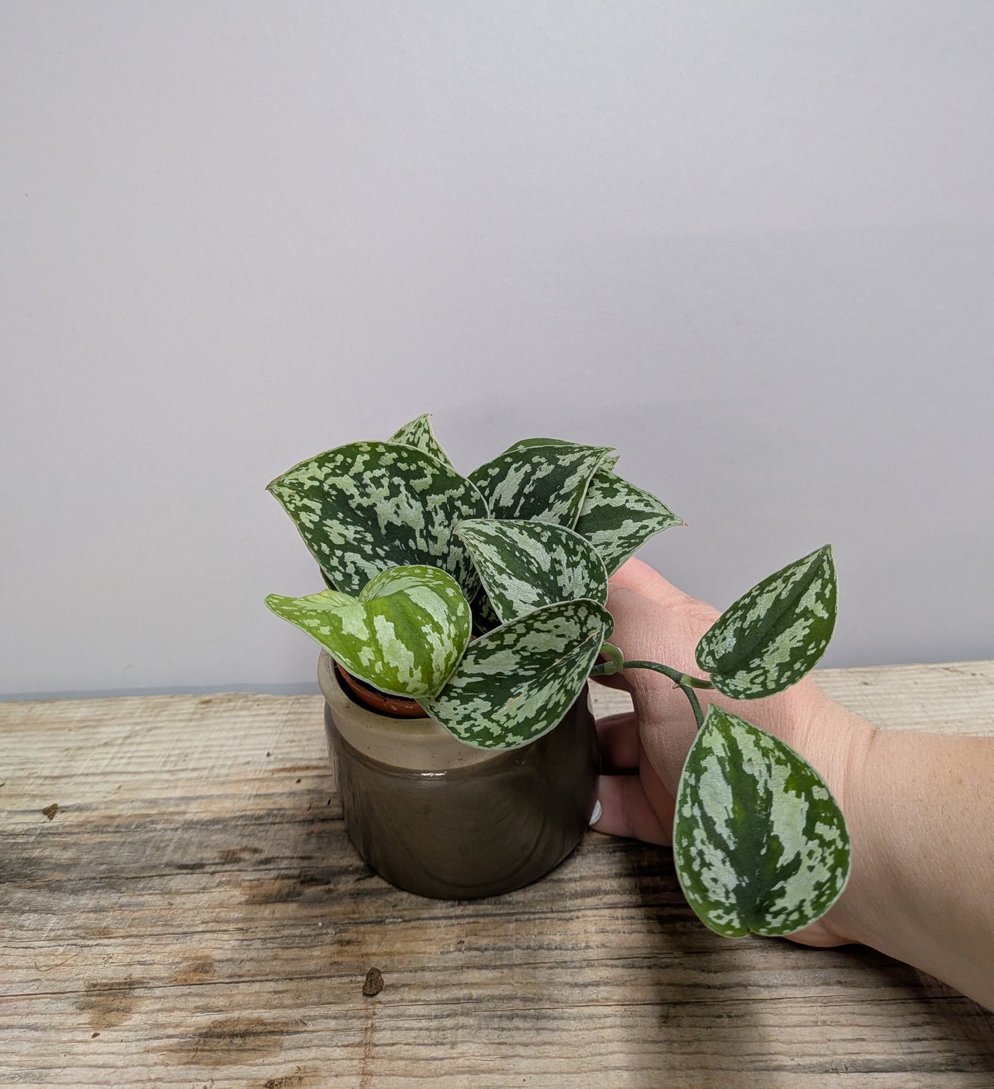 Scindapsus Shimmering Silver – Riflessi argentati luminosi