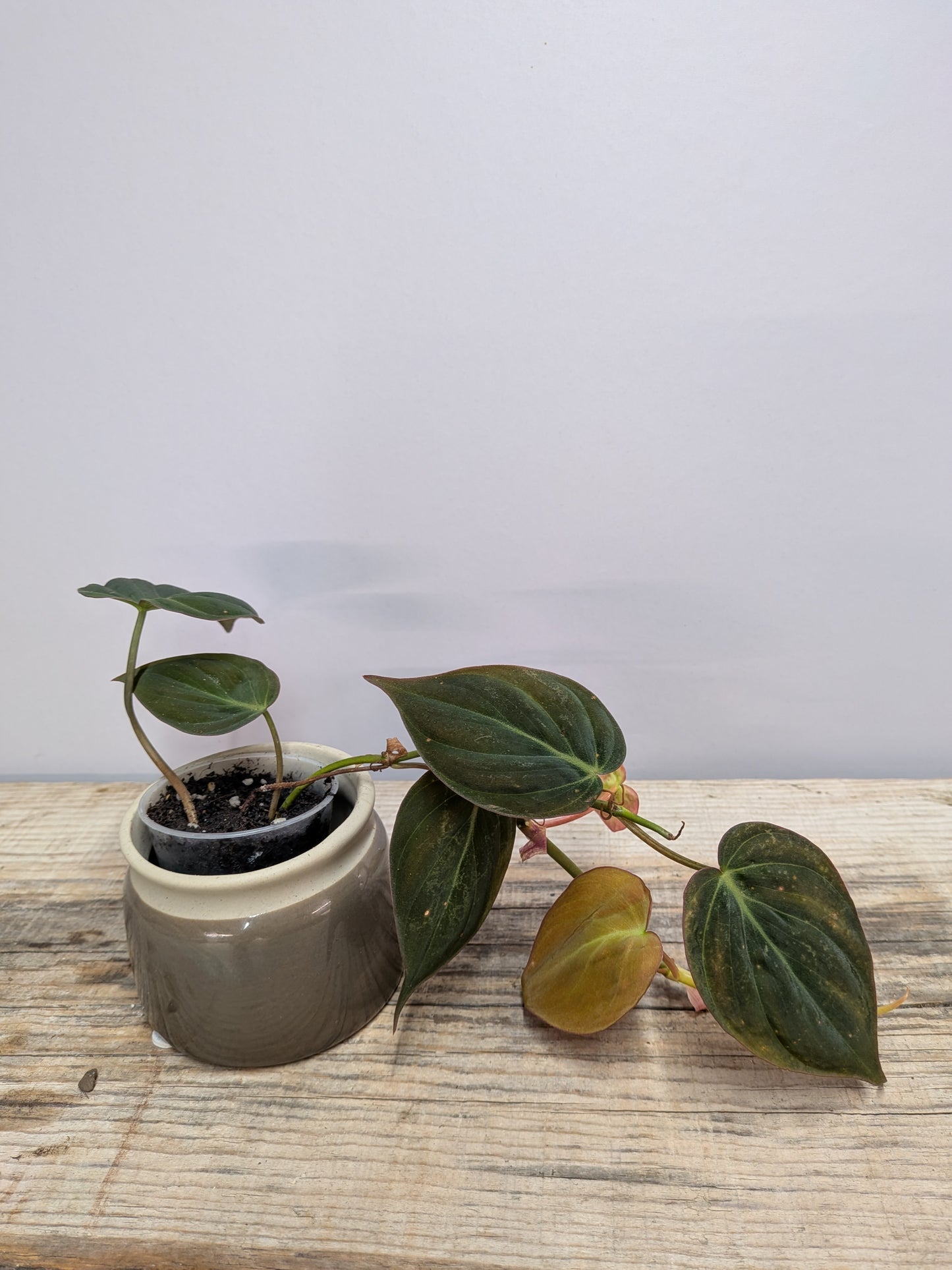 Philodendron Micans – Foglie Vellutate Riflessi Cangianti | Aracearium