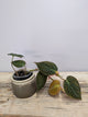 Philodendron Micans – Foglie Vellutate Riflessi Cangianti | Aracearium