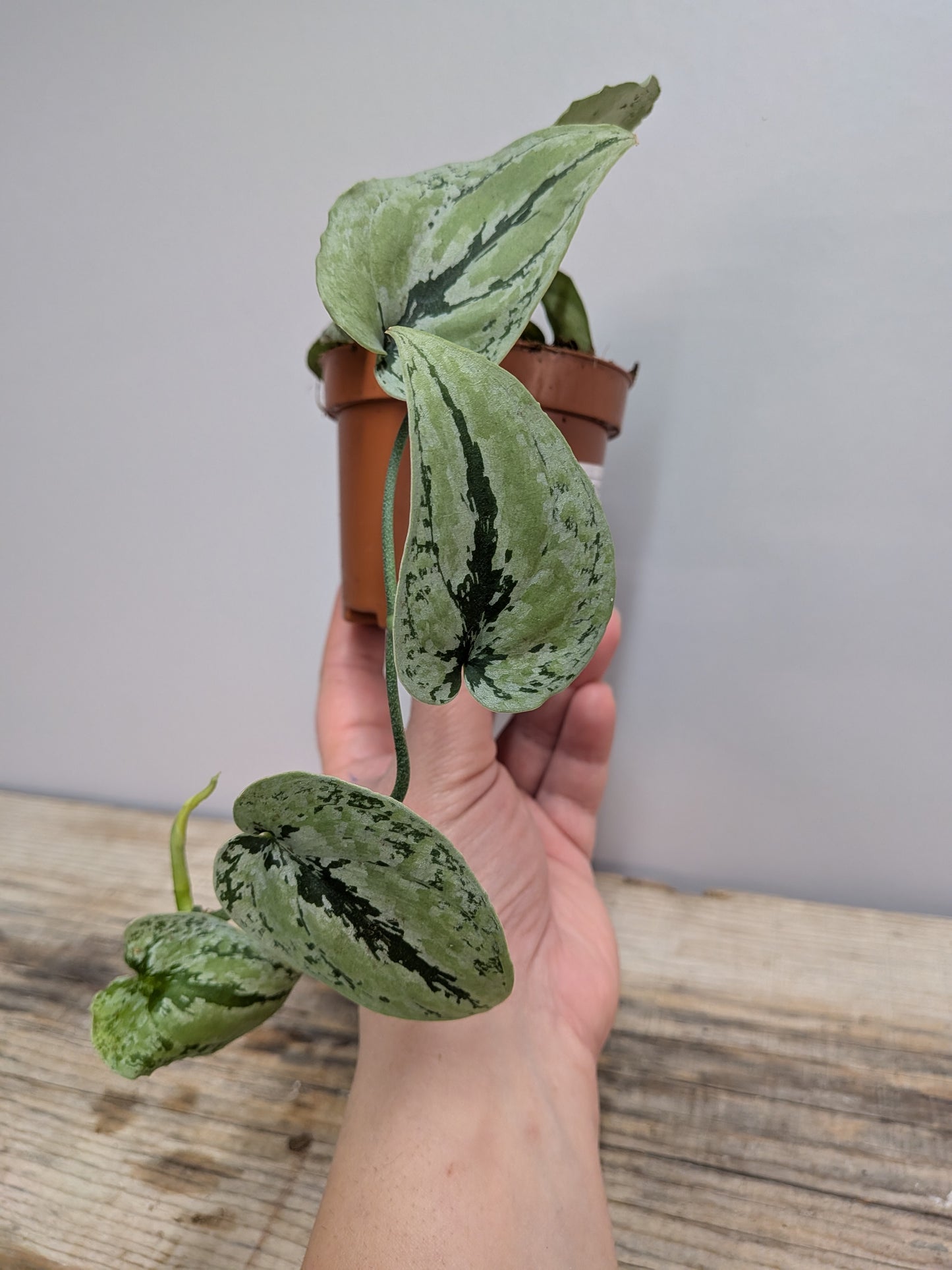 Scindapsus Kalimantan Tricolor – Colori morbidi e naturali
