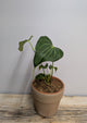 Anthurium Clarinervium x Pedatoradiatum – Ibrido Elegante | Aracearium
