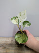 Epipremnum Manjula – Variegature morbide ed eleganti