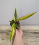 Philodendron Caramel Marble – Variegatura Calda Preziosa | Aracearium