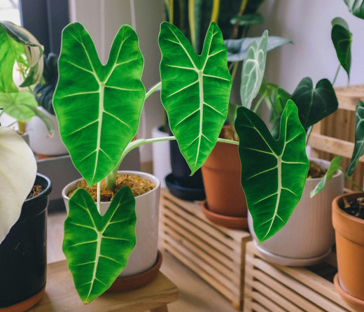 Alocasia: Eleganza Tropicale tra Foglie Giganti e Forme Scultoree