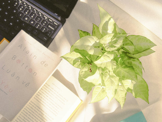 I migliori libri per la cura delle Araceae: una guida essenziale