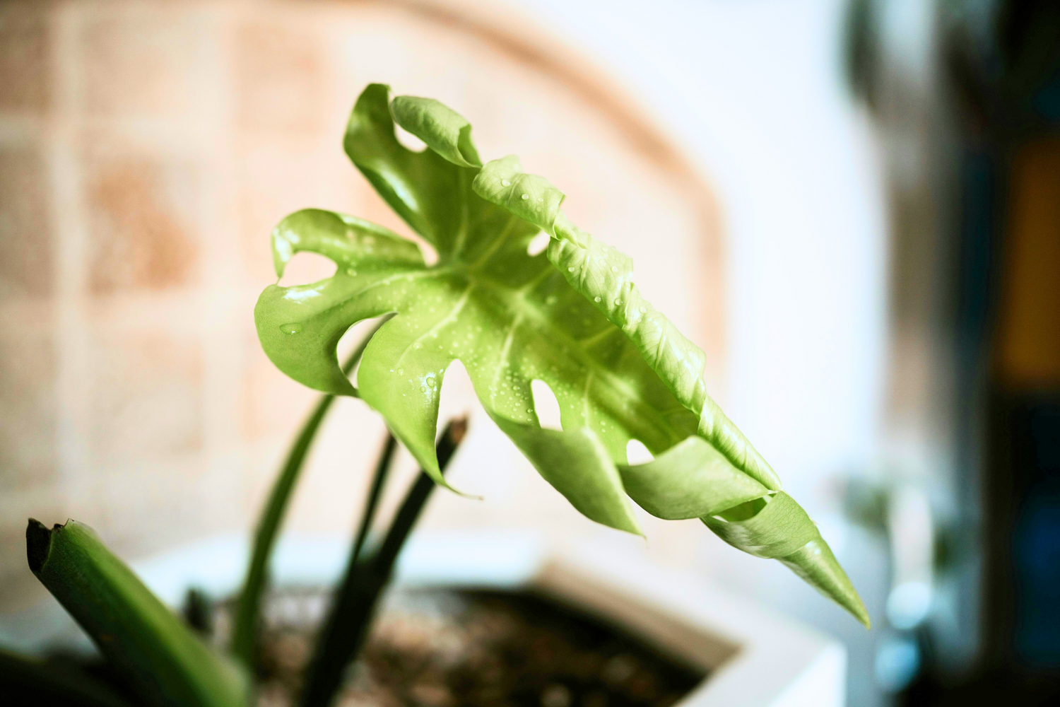 Baby Plant Araceae