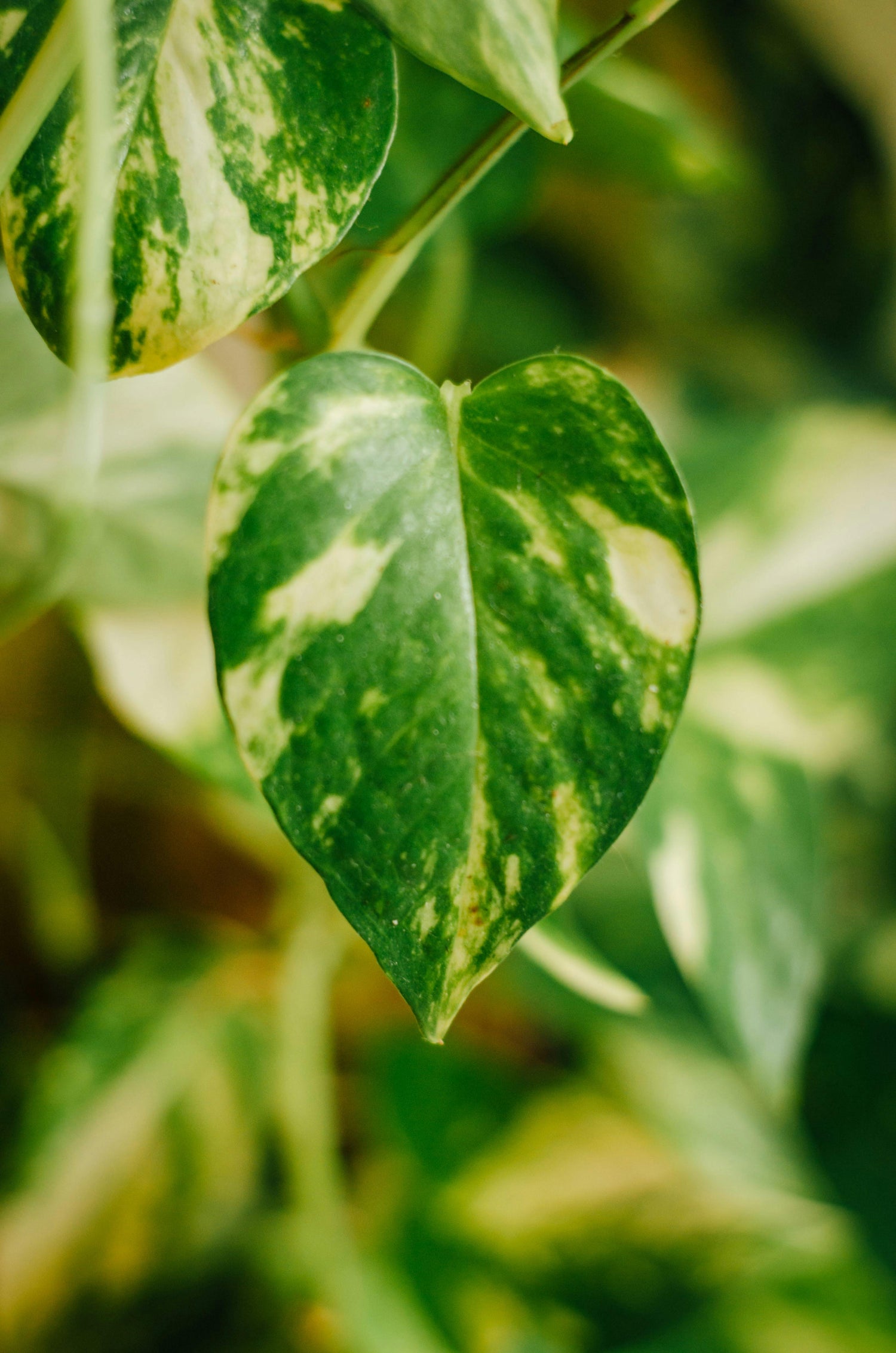 Epipremnum