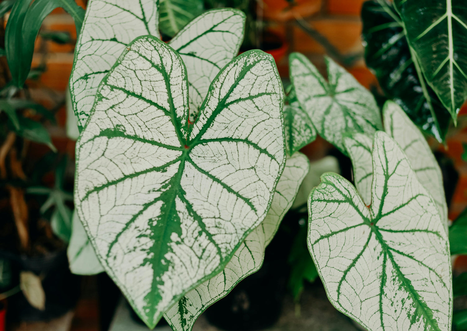 Altre Araceae