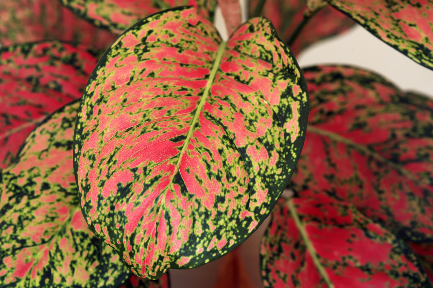 Aglaonema