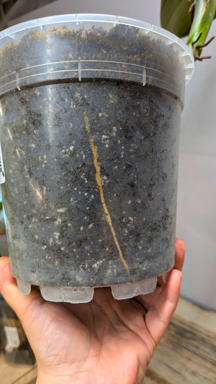 Philodendron cf Rugosum 1 - Adozione Speciale