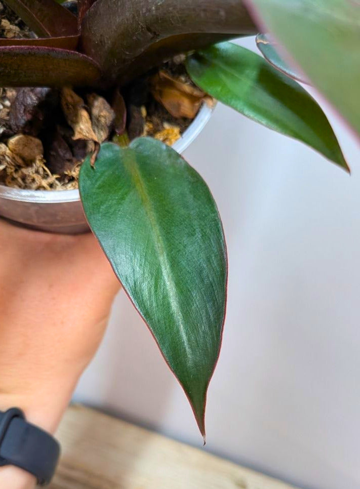 Philodendron Red Cherry 2 - Adozione Speciale
