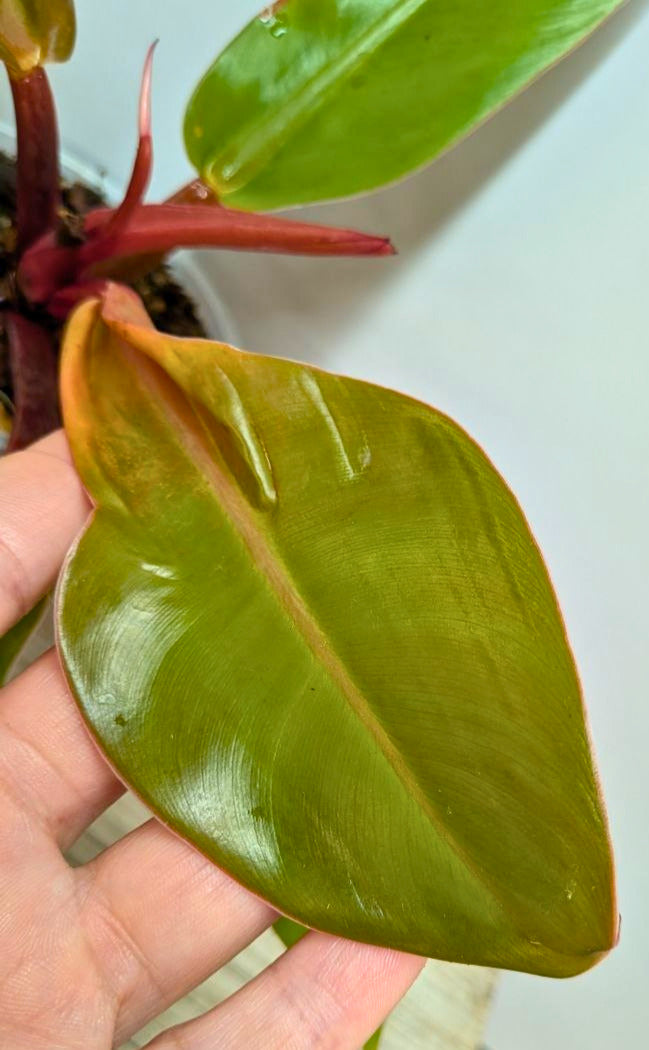 Philodendron Prince of Orange 1 - Adozione Speciale