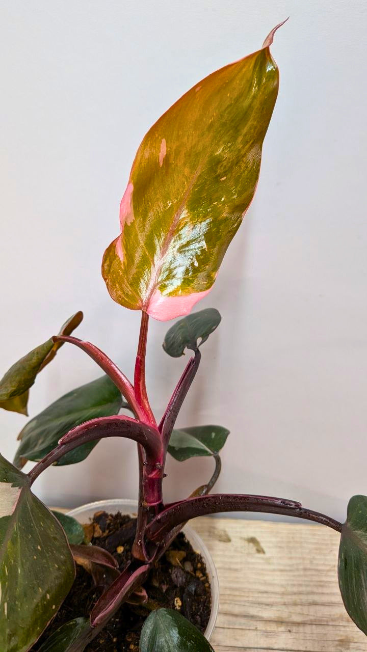 Philodendron Red Anderson - Adozione Speciale