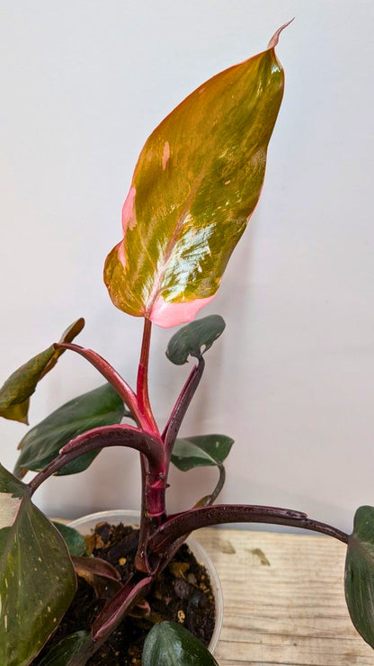 Philodendron Red Anderson - Adozione Speciale