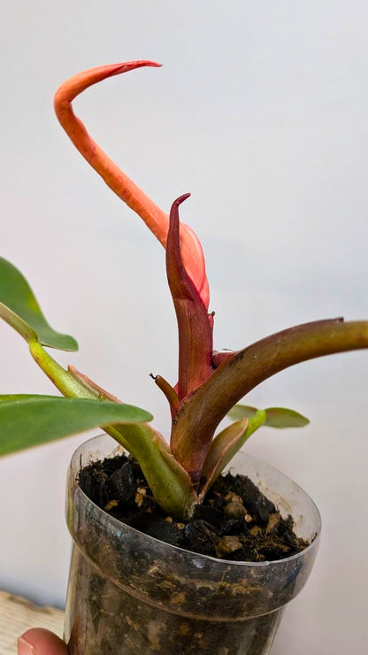 Philodendron Prince of Orange 2 - Adozione Speciale