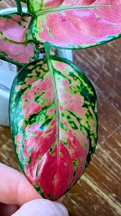 Aglaonema ‘Lucky Red’ | Idrocoltura – Esemplare 02
