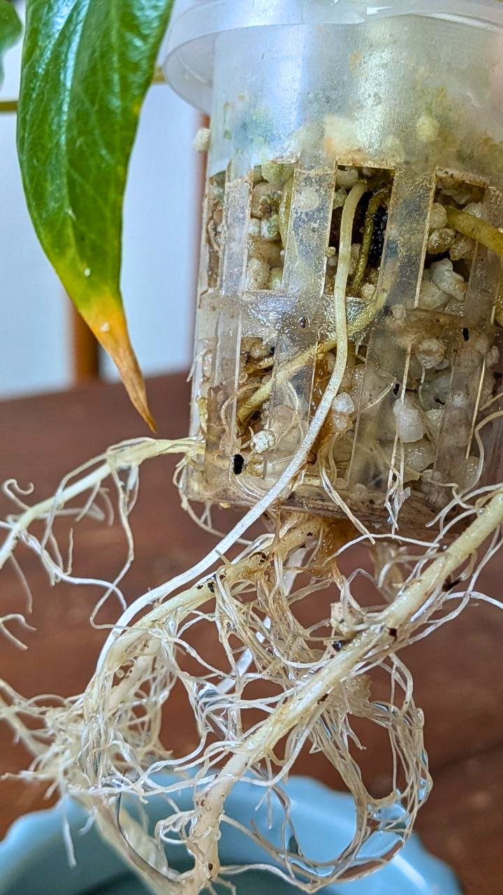 Alocasia scalprum | Pianta adattata all'idrocoltura