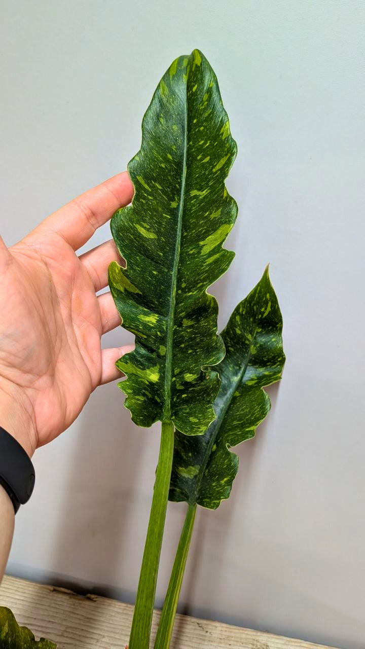 Philodendron Ring of Fire 1 - Adozione Speciale