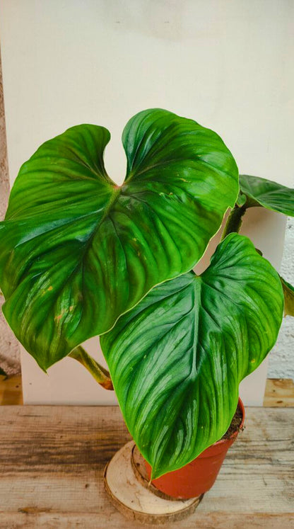 Philodendron Plowmanii – Foglie scolpite e crescita orizzontale