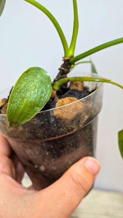 Philodendron Spiritus Sancti 1 - Adozione Speciale