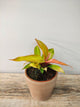 Philodendron Prince of Orange – Foglie Cangianti Fascino | Aracearium