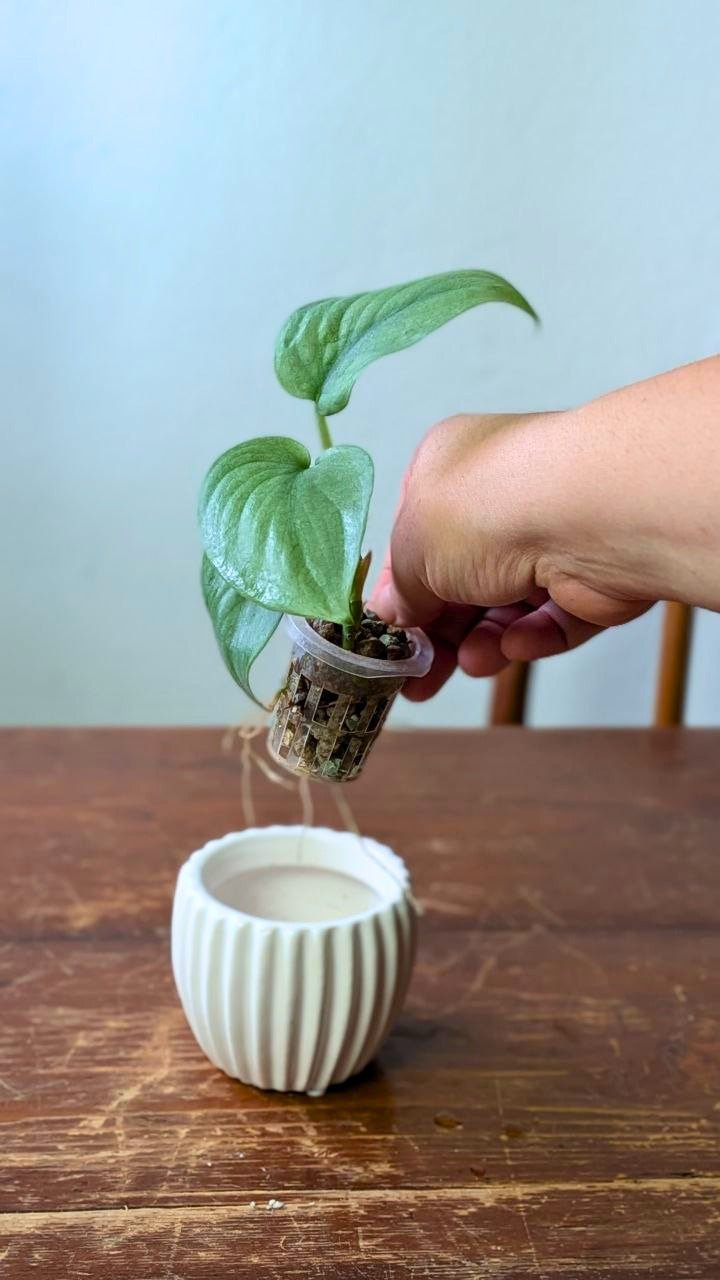 Scindapsus Silver Hero Baby | Pianta adattata all'idrocoltura