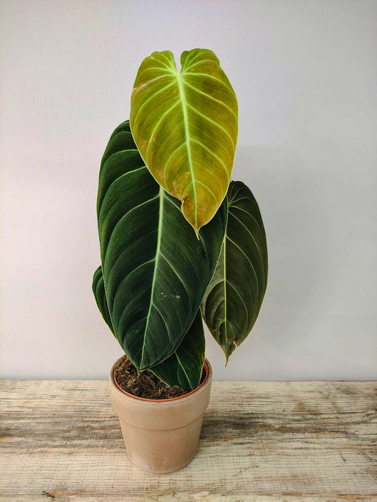 Philodendron Melanochrysum – Eleganza vellutata dalle venature dorate