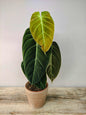 Philodendron Melanochrysum – Eleganza vellutata dalle venature dorate