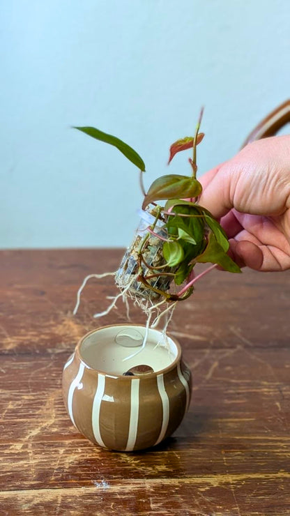 Philodendron micans | Pianta adattata all'idrocoltura