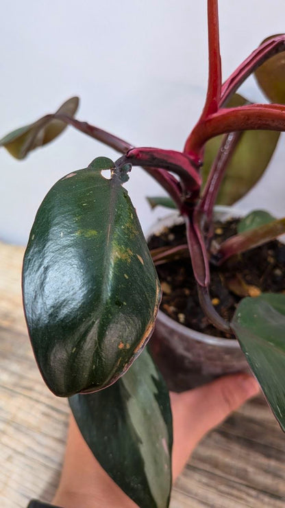 Philodendron Red Anderson - Adozione Speciale