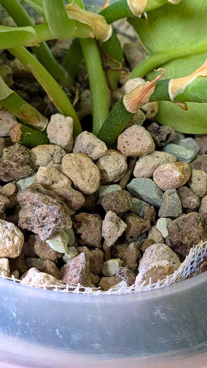 Scindapsus ‘Silver Hero’ × ‘Silver Lady’ | Mix adattato all'idrocoltura