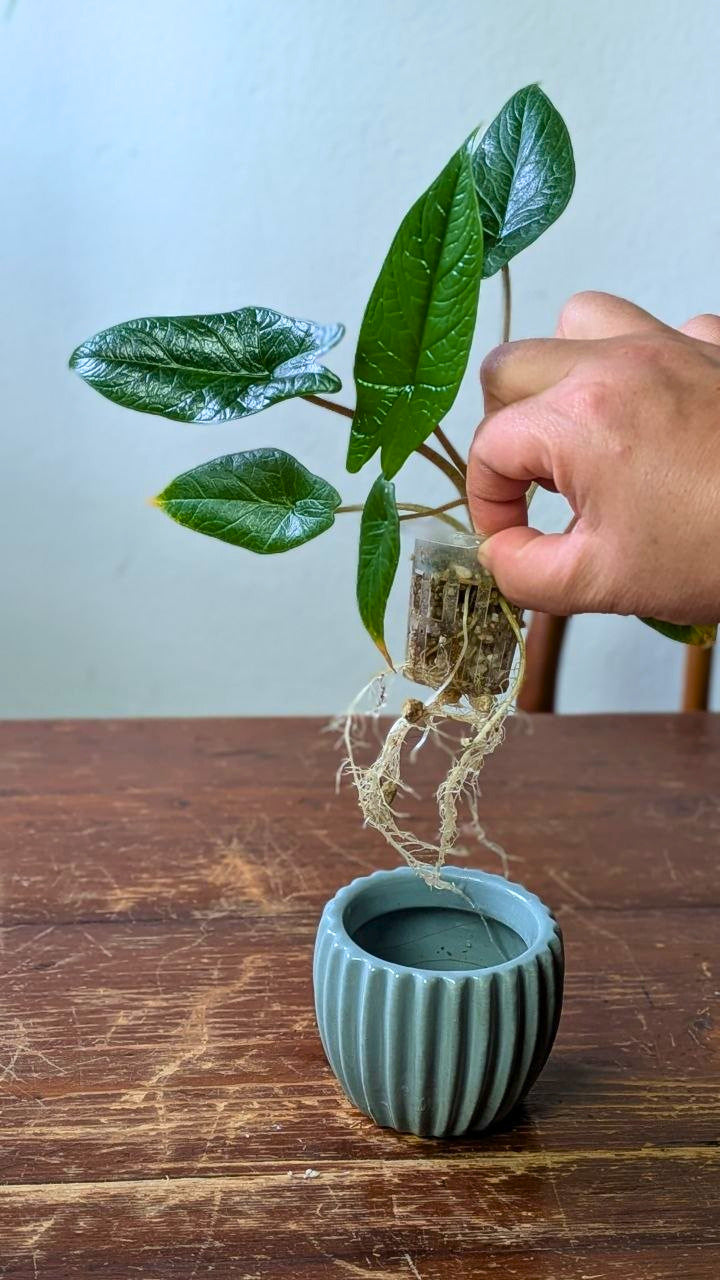 Alocasia scalprum | Pianta adattata all'idrocoltura