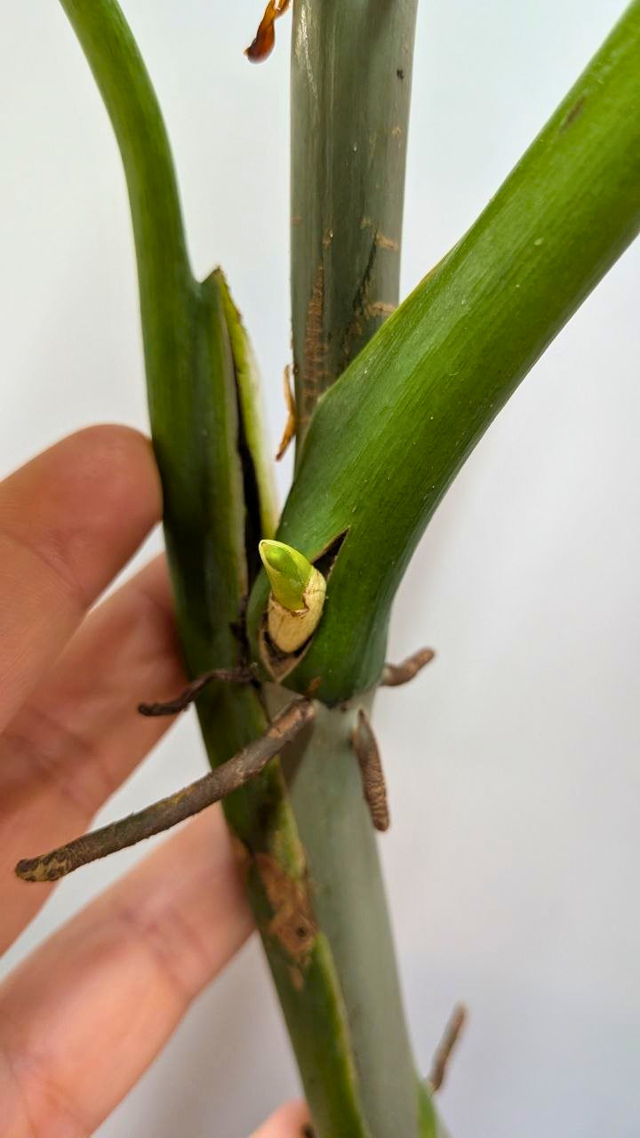 Philodendron cf Rugosum 1 - Adozione Speciale