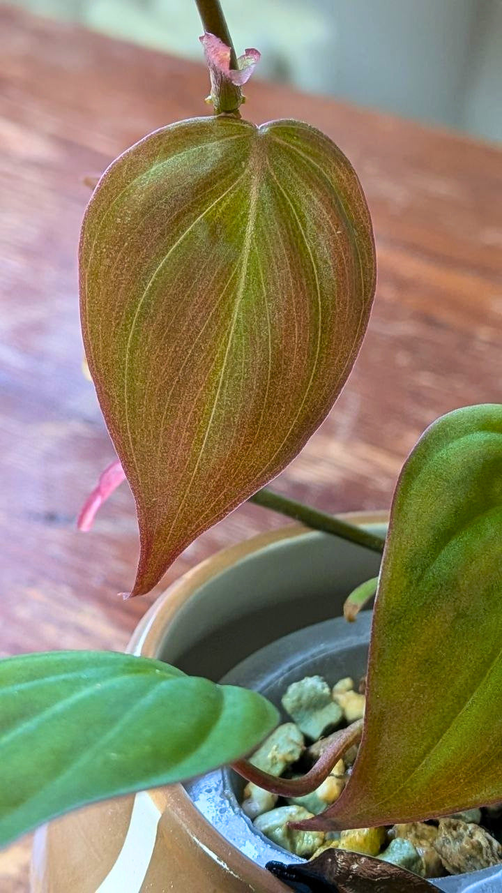 Philodendron micans | Pianta adattata all'idrocoltura